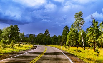 Empty Road Between Trees