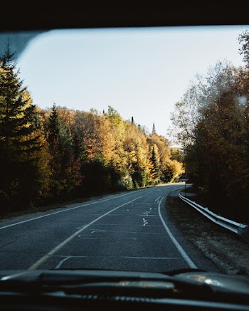 Empty Road Between Trees