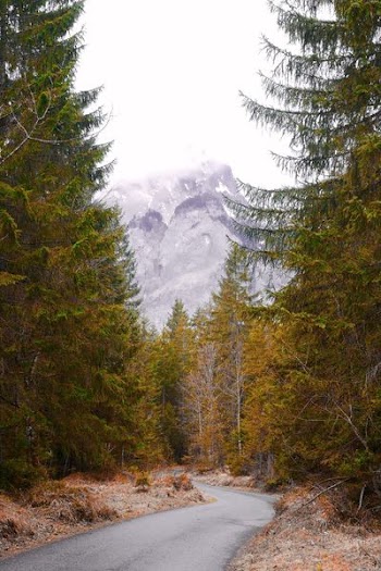 empty road between trees near mountain