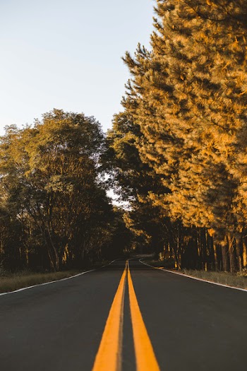 Empty Road In Between Trees