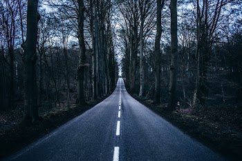Empty Road in Middle of Trees