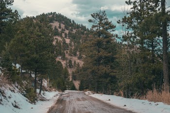 Empty Road Near Trees