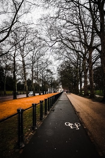 Empty Road Near Trees