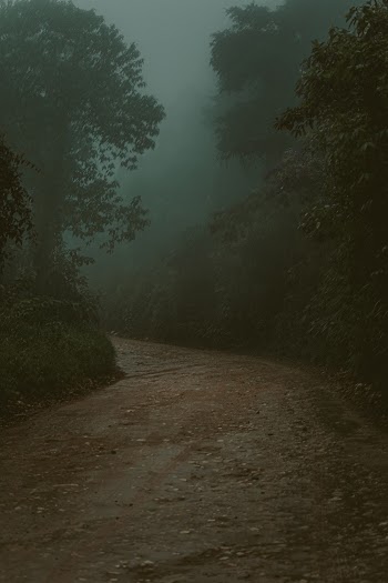 Empty Road Near Trees With Fog