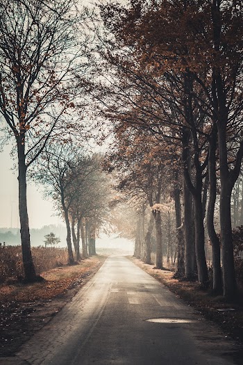 Empty Road Surrounded by Trees