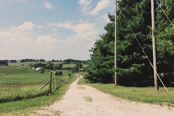 Empty Road With Trees on Side