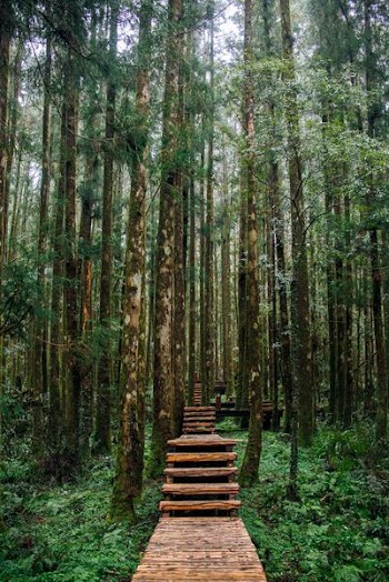 Empty Wooden Pathway in Between Trees