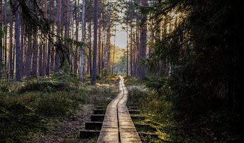 Empty Wooden Pathway in Forest
