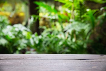 Empty wooden plank floor space with green garden leaves , product display space with fresh green nature Free Photo