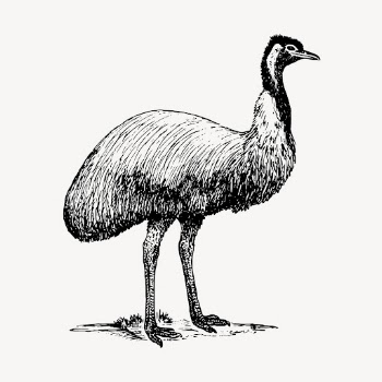 Emu bird clipart, vintage animal | Free Vector - rawpixel