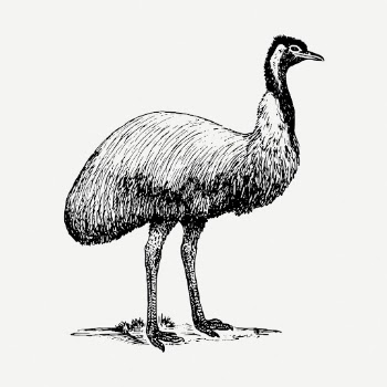 Emu bird drawing, animal vintage | Free PSD - rawpixel