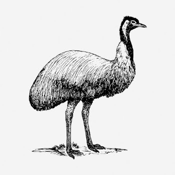 Emu bird drawing, vintage animal | Free Photo - rawpixel