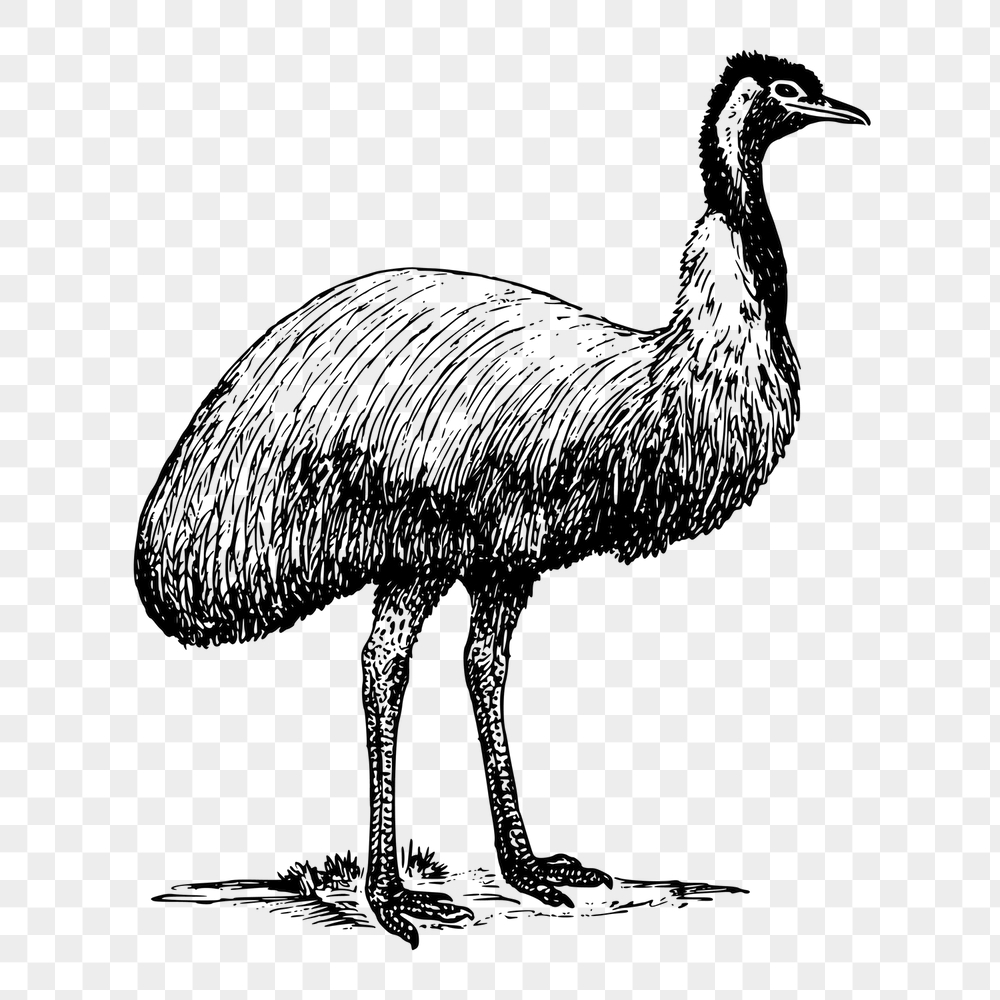 Emu bird png sticker, animal | Free PNG - rawpixel