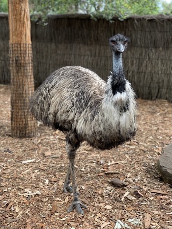 Emu On Ground