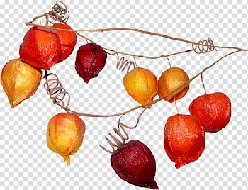 Encapsulated PostScript , others transparent background PNG clipart