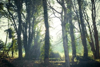          Enchanted Forest Free Photo     