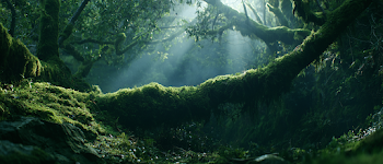 Enchanted Moss-Covered Forest