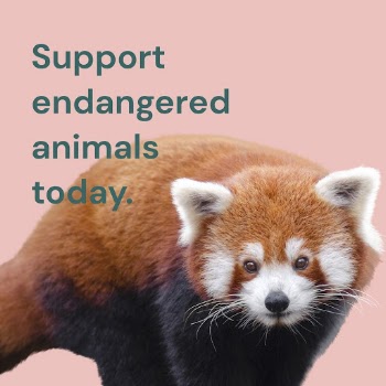 Endangered animal Instagram post template | Free Vector Template - rawpixel