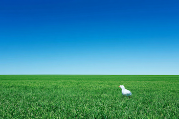 Endless Green Grass Field Under Clear Blue Sky
