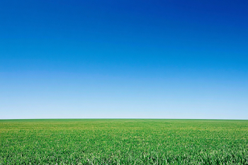 Endless Green Grass Field Under Clear Blue Sky