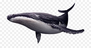 Endless Ocean 2: Adventures of the Deep Whale High Efficiency Video Coding - Sit hip whale 