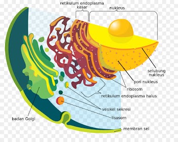Endoplasmic reticulum Endomembrane system Cell Nuclear envelope Organelle - di dalam ruangan 