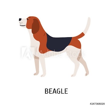 English Beagle