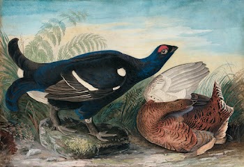 English Black Cocks (1828) painting in high… | Free public domain illustration