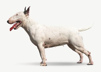 English bull terrier dog collage | Free PSD - rawpixel