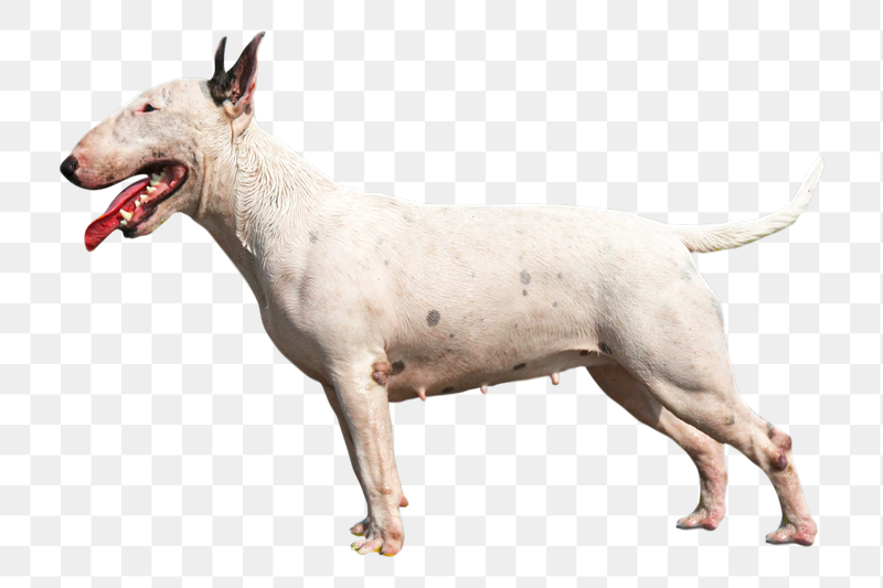 English bull terrier dog png | Free PNG - rawpixel