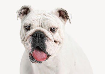 English bulldog collage element, isolated | Free PSD - rawpixel