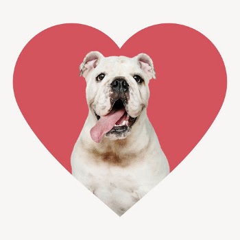English bulldog heart shape badge, | Free PSD - rawpixel