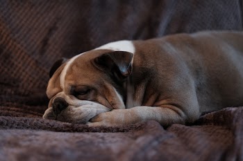 English Bulldog lying on a sofa