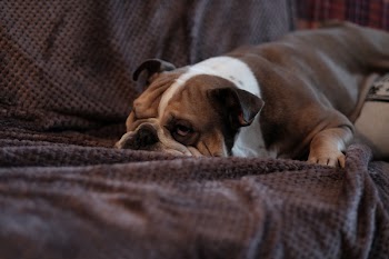 English Bulldog lying on a sofa 2