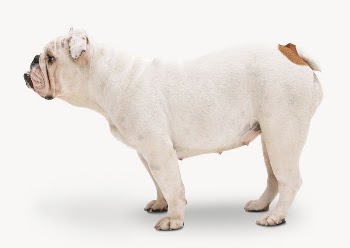 English Bulldog, pet animal isolated | Free Photo - rawpixel