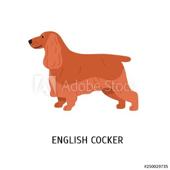 English Cocker Spaniel