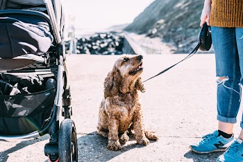 English Cocker Spaniel Beside Black Stroller