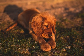 English Cocker Spaniel puppy