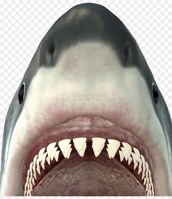 English grammar Regular and irregular verbs Part of speech - Big white shark mouth 