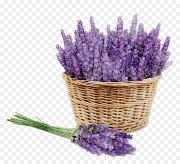 English lavender Aromatherapy Aroma-massaggio Essential oil Distillation -  