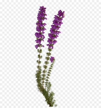 English lavender Bach flower remedies Elixir Violet Individual -  