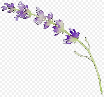 English lavender Cut flowers Floral design Plant stem -  