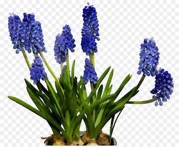 English lavender Cut flowers Hyacinth Bluebonnet -  