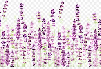 English lavender Download Icon - Lavender background 