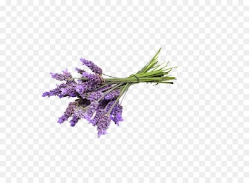 English lavender Essential oil Lavender oil Young Living - lavender 