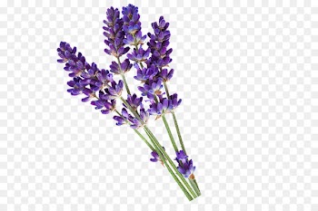 English lavender Essential oil PiperWai Cosmetics - lavender 