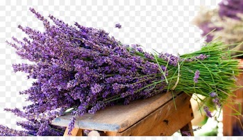 English lavender Flower bouquet Lavender oil Wallpaper - Lavender pull Free 