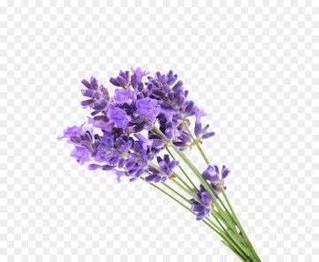 English lavender Flower Gel Lavender oil - Lavender Bouquet 