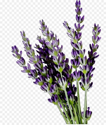English lavender French lavender -  