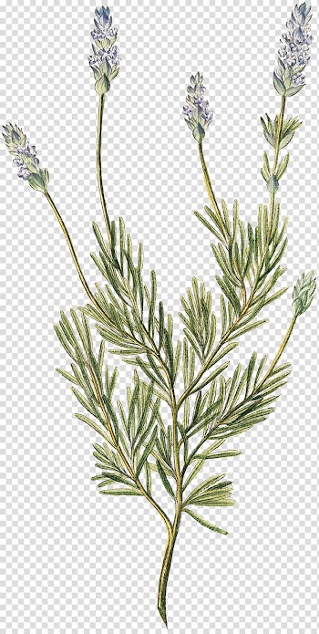 English lavender French lavender Towel Paper Herb, lavender transparent background PNG clipart